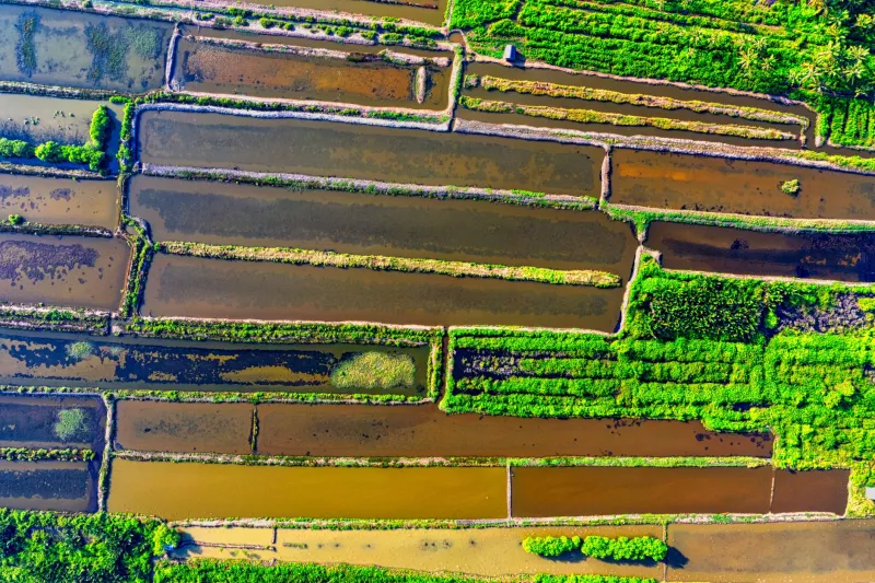 Downstream and Unseen: Neonicotinoid Metabolites, Freshwater Food Webs, and the Ecology of the Corn Belt's Hidden Crisis