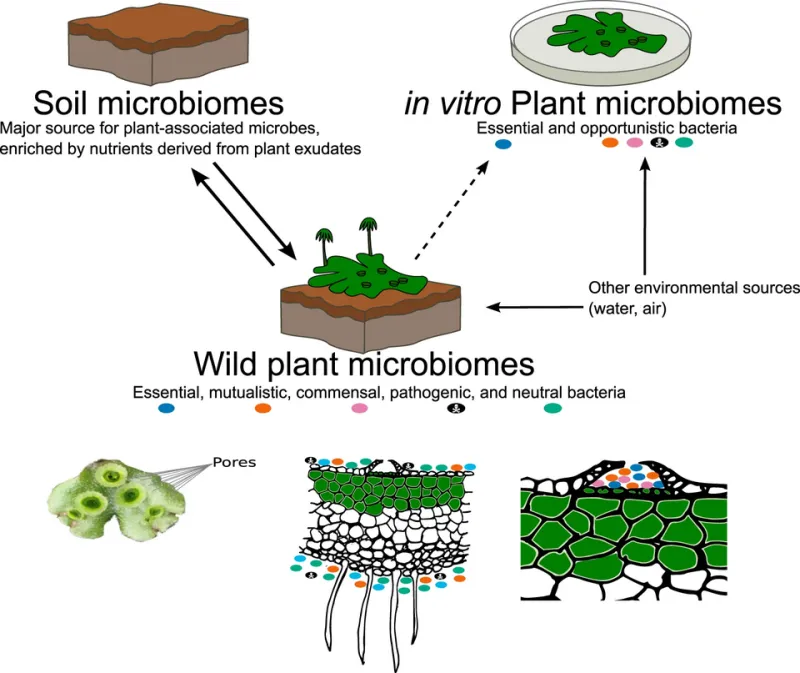 Beneath the Surface: How Pesticide Chemistry Reshapes the Microbial Communities That Drive Soil Health