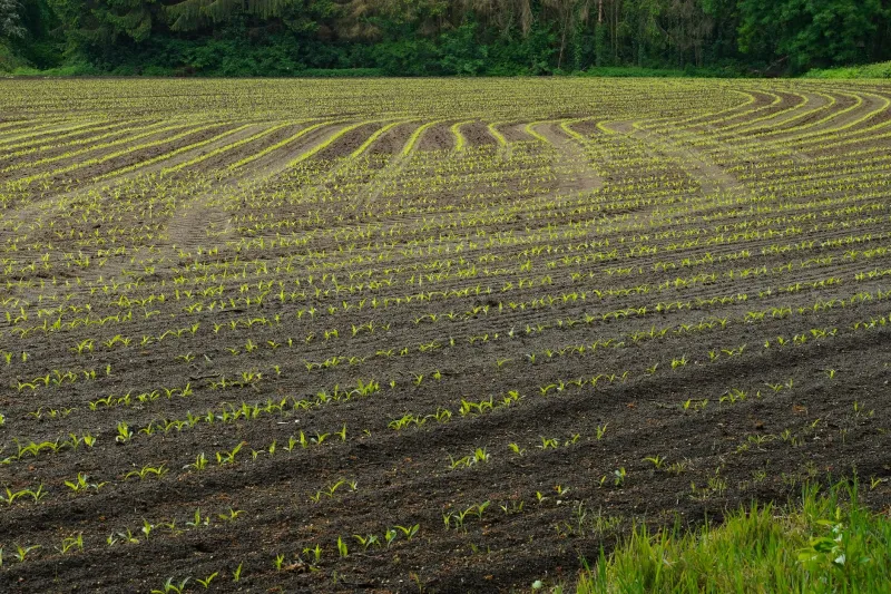 When Pesticides Break Down, Do They Leave the Climate Worse Off?