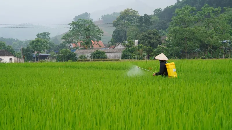 Same Molecule, Different Rules: The Uneven Regulatory Logic Governing Pesticides on Lawns and Farmland